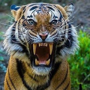 Meet your Posher, Peter